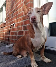 TANQUE, Hund, Podenco Maneto in Kevelaer - Bild 7