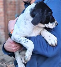 ALMA, Hund, Mischlingshund in Bulgarien - Bild 2