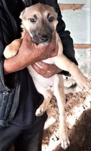 MIRA, Hund, Mischlingshund in Bulgarien - Bild 1