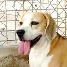 BRUNO, Hund, Beagle in Spanien - Bild 1