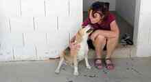 BRUNO, Hund, Beagle in Spanien - Bild 10