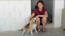 BRUNO, Hund, Beagle in Spanien - Bild 12