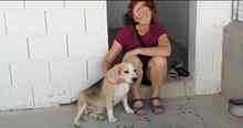 BRUNO, Hund, Beagle in Spanien - Bild 13