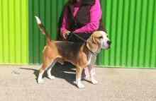 BRUNO, Hund, Beagle in Spanien - Bild 15