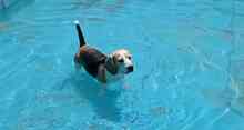BRUNO, Hund, Beagle in Spanien - Bild 4