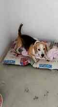 BRUNO, Hund, Beagle in Spanien - Bild 8