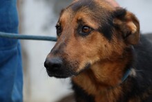 BILLY, Hund, Deutscher Schäferhund-Mix in Belgien - Bild 3