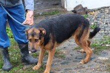 BILLY, Hund, Deutscher Schäferhund-Mix in Belgien - Bild 4