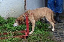 TECUMSEH, Hund, Labrador-Deutscher Schäferhund-Mix in Lohra-Reimershausen - Bild 2