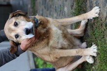 TECUMSEH, Hund, Labrador-Deutscher Schäferhund-Mix in Lohra-Reimershausen - Bild 3