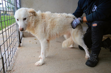 BLANDINE, Hund, Maremmano-Mix in Italien - Bild 3