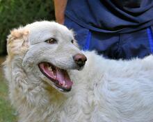BLANDINE, Hund, Maremmano-Mix in Italien - Bild 6