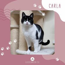 CARLA, Katze, Europäisch Kurzhaar in Bulgarien - Bild 1