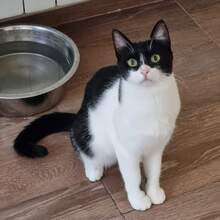 CARLA, Katze, Europäisch Kurzhaar in Bulgarien - Bild 10