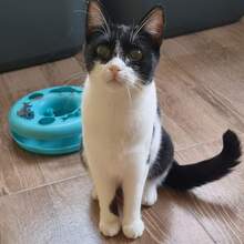 CARLA, Katze, Europäisch Kurzhaar in Bulgarien - Bild 2