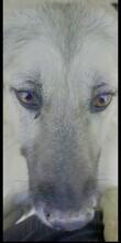 LUNA, Hund, Mischlingshund in Italien - Bild 2