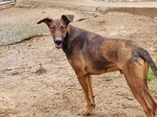 SUKO, Hund, Mischlingshund in Spanien - Bild 1