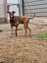 SUKO, Hund, Mischlingshund in Spanien - Bild 2