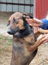 SUKO, Hund, Mischlingshund in Spanien - Bild 3