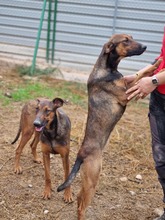 SUKO, Hund, Mischlingshund in Spanien - Bild 4