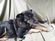 LISA, Hund, Mischlingshund in Bulgarien - Bild 11