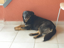 LISA, Hund, Mischlingshund in Bulgarien - Bild 14