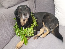 LISA, Hund, Mischlingshund in Bulgarien - Bild 2