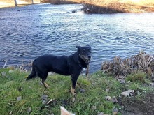 LISA, Hund, Mischlingshund in Bulgarien - Bild 21