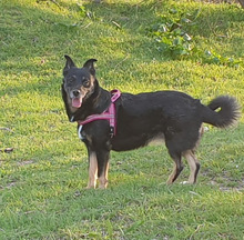 LISA, Hund, Mischlingshund in Bulgarien - Bild 4