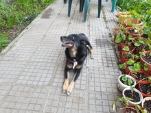 LISA, Hund, Mischlingshund in Bulgarien - Bild 5