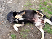 LISA, Hund, Mischlingshund in Bulgarien - Bild 7