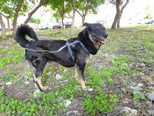 LISA, Hund, Mischlingshund in Bulgarien - Bild 9