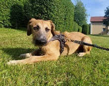 TARO, Hund, Mischlingshund in Sieverstedt - Bild 18
