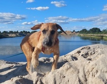 TARO, Hund, Mischlingshund in Sieverstedt - Bild 26