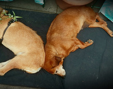TOBI, Hund, Mischlingshund in Tarp - Bild 13