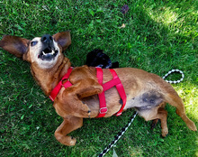 TOBI, Hund, Mischlingshund in Tarp - Bild 28