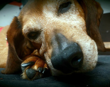 TOBI, Hund, Mischlingshund in Tarp - Bild 9