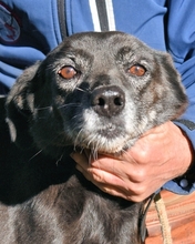 CATY, Hund, Mischlingshund in Italien - Bild 1