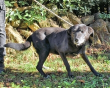 CATY, Hund, Mischlingshund in Italien - Bild 3