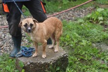 DARLA, Hund, Mischlingshund in Rumänien - Bild 3