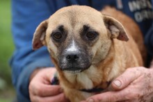 DARLA, Hund, Mischlingshund in Rumänien - Bild 4