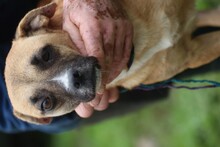 DARLA, Hund, Mischlingshund in Rumänien - Bild 5