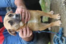 DARLA, Hund, Mischlingshund in Rumänien - Bild 6