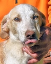 DARCYLINE, Hund, Mischlingshund in Italien - Bild 1