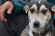 AKIRA, Hund, Mischlingshund in Rumänien - Bild 1