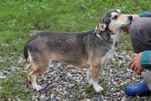AKIRA, Hund, Mischlingshund in Rumänien - Bild 2