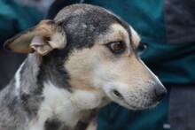 AKIRA, Hund, Mischlingshund in Rumänien - Bild 3