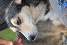 AKIRA, Hund, Mischlingshund in Rumänien - Bild 4