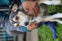 AKIRA, Hund, Mischlingshund in Rumänien - Bild 5