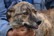 CALI, Hund, Mischlingshund in Rumänien - Bild 2